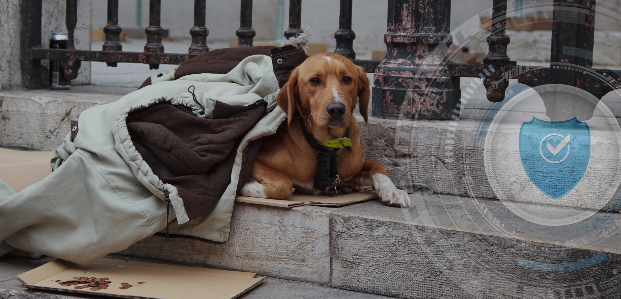 A poignant image of a dog, a golden-brown Labrador, lying on a stone step covered with an old coat, beside a cardboard with scattered coins. The backdrop includes a rustic iron railing and urban textures. There is an overlay picture of a blue shield.